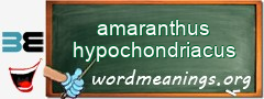 WordMeaning blackboard for amaranthus hypochondriacus